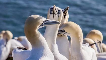 差点扩大比分！卡多索小禁区线上得球打门，侯森近距离救险